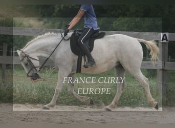 Curly Horse, Merrie, 19 Jaar, 153 cm, Appelschimmel