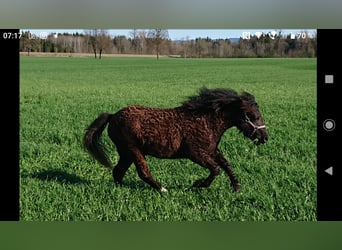 Curly Horse, Merrie, 1 Jaar, 122 cm, Donkerbruin