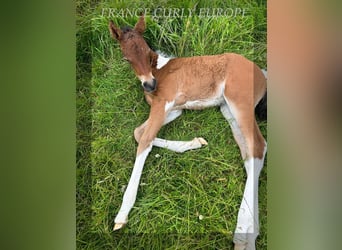 Curly Horse, Merrie, 1 Jaar, 150 cm, Roodbruin