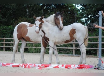 Curly Horse, Merrie, 1 Jaar, 153 cm, Gevlekt-paard
