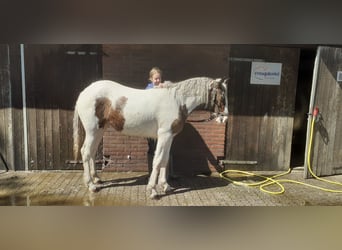 Curly Horse, Merrie, 1 Jaar, 153 cm, Gevlekt-paard