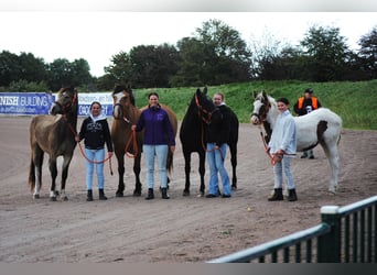 Curly Horse, Merrie, 1 Jaar, 155 cm