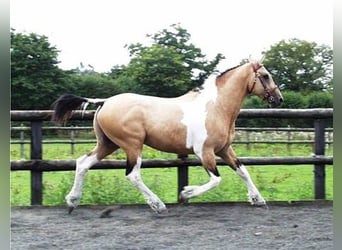 Curly Horse, Merrie, 1 Jaar, 158 cm