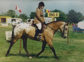 Curly Horse, Merrie, 1 Jaar, 158 cm