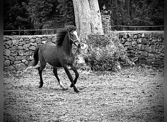 Curly Horse, Merrie, 1 Jaar, 160 cm, Roodbruin