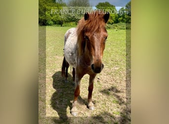 Curly Horse, Merrie, 2 Jaar, 115 cm, Roan-Bay