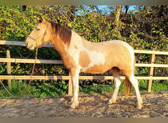 Curly Horse, Merrie, 2 Jaar, 160 cm, Buckskin