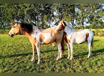 Curly Horse, Merrie, 2 Jaar, 160 cm, Buckskin