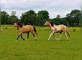 Curly Horse, Merrie, 2 Jaar, 160 cm, Buckskin