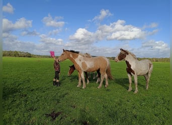 Curly Horse, Merrie, 2 Jaar, 160 cm, Buckskin