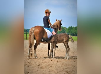 Curly Horse, Merrie, 3 Jaar, 140 cm, Zwart