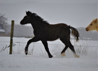 Curly Horse, Merrie, 3 Jaar, 140 cm, Zwart