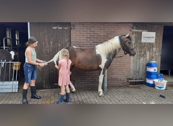 Curly Horse, Merrie, 4 Jaar, 140 cm, Tobiano-alle-kleuren