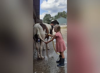 Curly Horse, Merrie, 4 Jaar, 140 cm, Tobiano-alle-kleuren