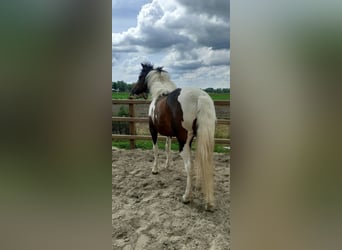Curly Horse, Merrie, 4 Jaar, 140 cm, Tobiano-alle-kleuren