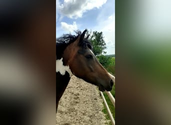 Curly Horse, Merrie, 4 Jaar, 140 cm, Tobiano-alle-kleuren
