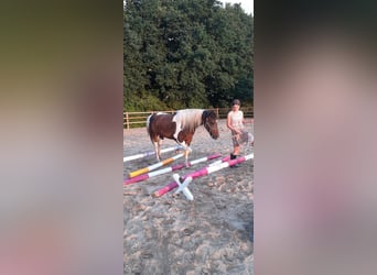 Curly Horse, Merrie, 4 Jaar, 140 cm, Tobiano-alle-kleuren