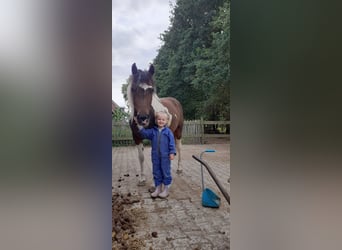 Curly Horse, Merrie, 4 Jaar, 140 cm, Tobiano-alle-kleuren