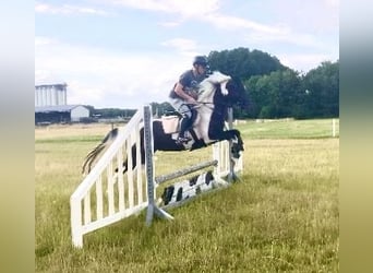 Curly Horse, Merrie, 4 Jaar, 158 cm, Gevlekt-paard