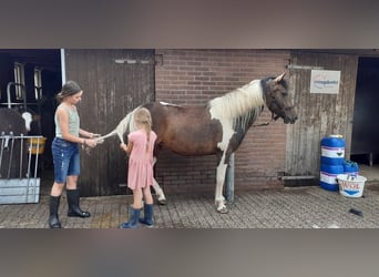 Curly Horse, Merrie, 5 Jaar, 140 cm, Gevlekt-paard