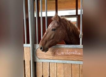Curly Horse, Merrie, 5 Jaar, 146 cm, Vos