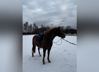 Curly Horse, Merrie, 6 Jaar, 146 cm