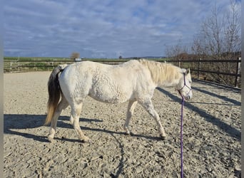 Curly Horse Mix, Merrie, 6 Jaar, 147 cm