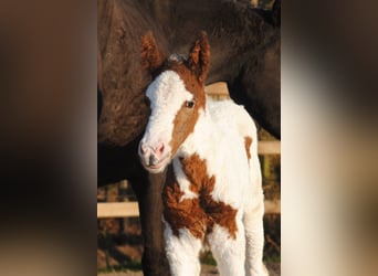 Curly Horse, Merrie, 6 Jaar, 147 cm, Zwart