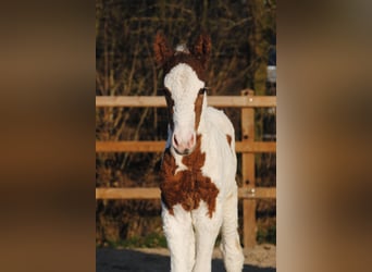 Curly Horse, Merrie, 6 Jaar, 147 cm, Zwart