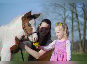Curly Horse, Merrie, 6 Jaar, 147 cm, Zwart