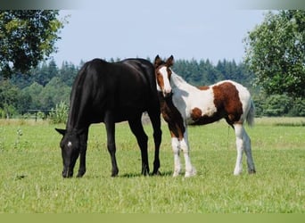 Curly Horse, Merrie, 6 Jaar, 147 cm, Zwart