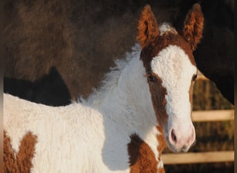 Curly Horse, Merrie, 6 Jaar, 147 cm, Zwart