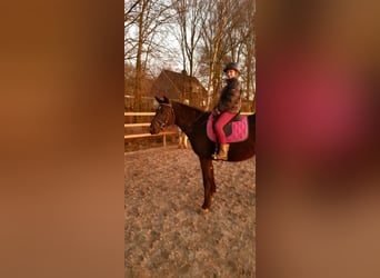 Curly Horse, Merrie, 6 Jaar, 147 cm, Zwart