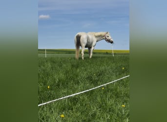 Curly Horse Mix, Merrie, 6 Jaar, 148 cm, Gevlekt-paard