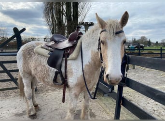 Curly Horse, Merrie, 6 Jaar, 150 cm, Overo-alle-kleuren