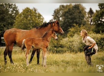 Curly Horse, Merrie, 6 Jaar, 152 cm, Bruin