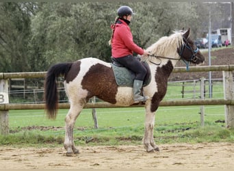 Curly Horse, Merrie, 6 Jaar, 155 cm, Zwart