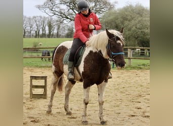 Curly Horse, Merrie, 6 Jaar, 155 cm, Zwart