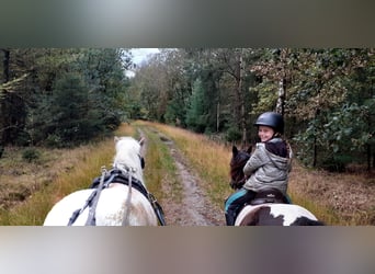 Curly Horse Mix, Merrie, 7 Jaar, 130 cm, Gevlekt-paard