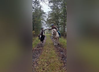 Curly Horse Mix, Merrie, 7 Jaar, 130 cm, Gevlekt-paard