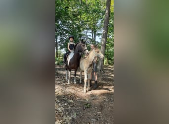Curly Horse Mix, Merrie, 7 Jaar, 130 cm, Gevlekt-paard