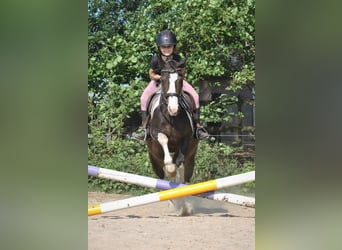 Curly Horse Mix, Merrie, 7 Jaar, 130 cm, Gevlekt-paard