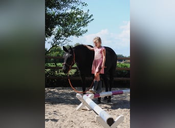 Curly Horse, Merrie, 7 Jaar, 147 cm, Zwart