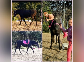 Curly Horse, Merrie, 7 Jaar, 147 cm, Zwart