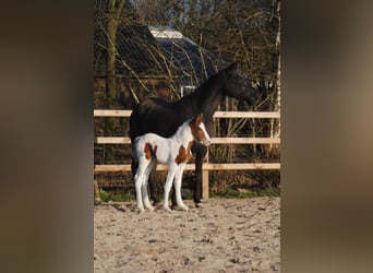 Curly Horse, Merrie, 7 Jaar, 147 cm, Zwart