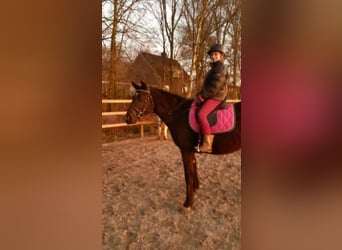 Curly Horse, Merrie, 7 Jaar, 147 cm, Zwart
