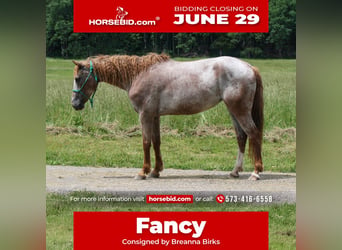 Curly Horse, Merrie, 7 Jaar, 152 cm, Roan-Red