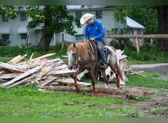 Curly Horse, Merrie, 7 Jaar, 152 cm, Vos