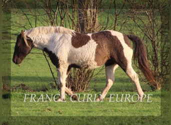Curly Horse, Merrie, 7 Jaar, 155 cm, Donkerbruin