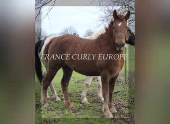 Curly Horse, Merrie, 7 Jaar, 155 cm, Donkere-vos